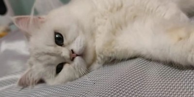 #同志小说长篇连载故事《后来的救世主》第三章