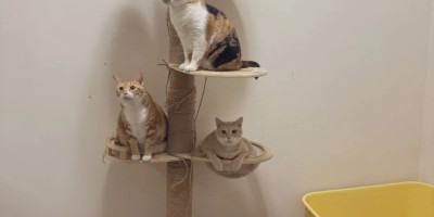 直男演员仔仔跨行拍戏深得基友喜欢，他生活中竟是猫奴！