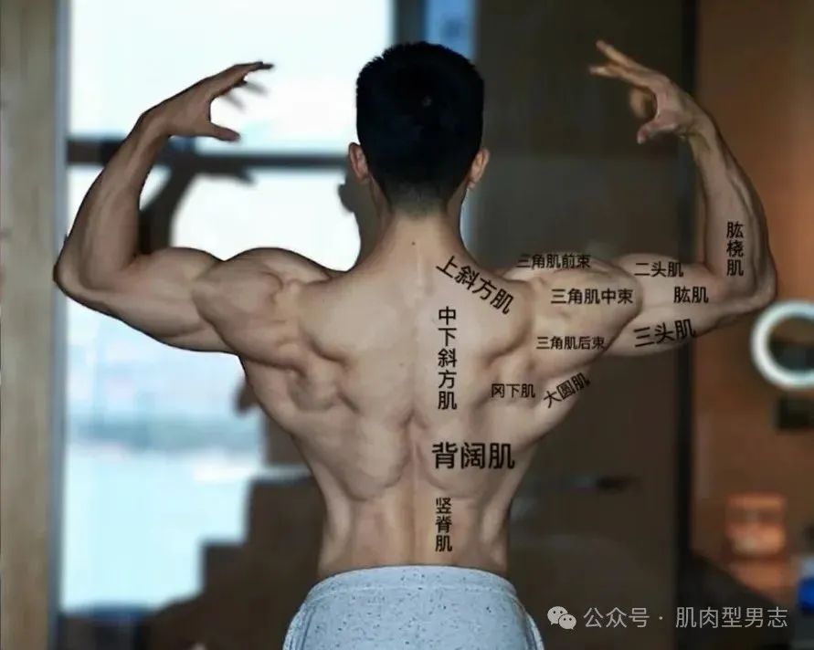 运动博主，硬实腹肌硬凹蝴蝶背，这大腿条状肌肉线条太犯规了