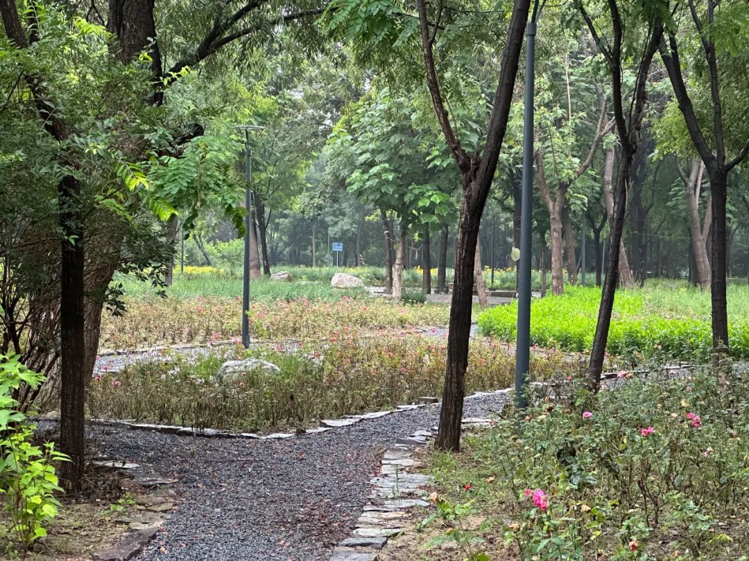 随笔|2025 年 8 月 8 日下午西会休闲园（Xihui Park）雨中漫游记